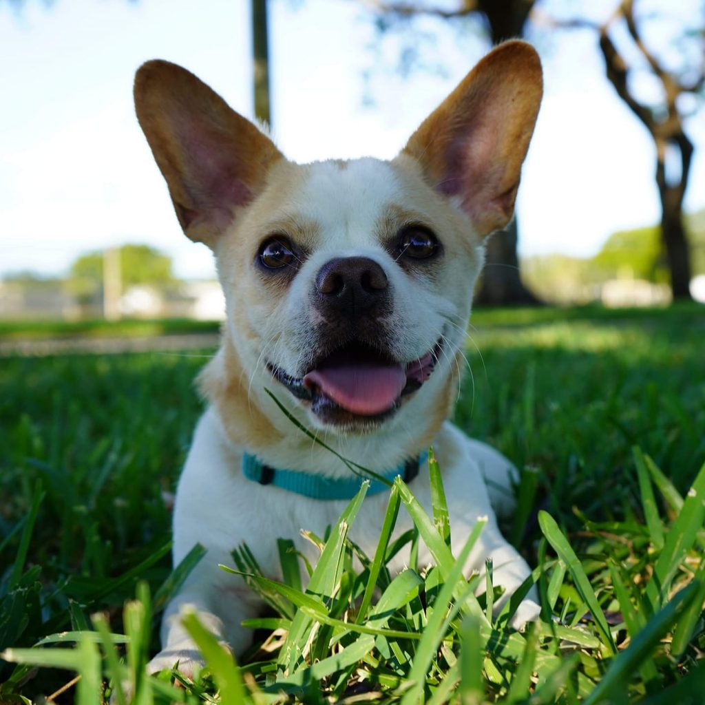 Dobby the puppy.